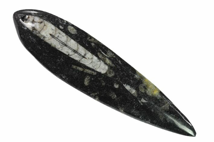 Polished Fossil Orthoceras (Cephalopod) - Morocco #138405